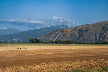 Rural landscape on the Fucino, Abruzzo, Italy