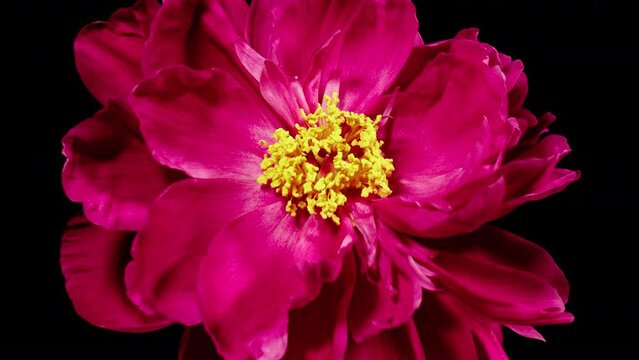 Red Peony Wilt Flower in Time Lapse on a Black Background. Vedding Concept. Side View on Pink Flower with Yellow Stamens
