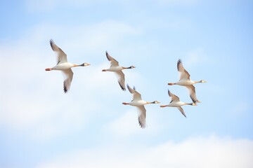 geese forming a crisp v-pattern in a clear winter sky