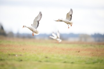 Fototapeta premium dynamic shot of geese takeoff from grassy ground