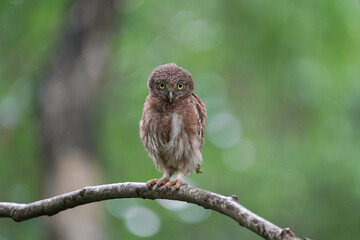 Spotted owlet on branch birdwatching in the forest    