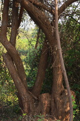 Obraz premium Close up of ber (Indian jujube) fruit tree trunk. Selective focus of trunk in the park