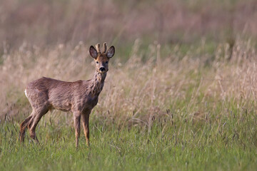 Buck deer in the wild