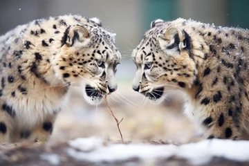 Fotobehang two snow leopards in a territorial face-off © primopiano