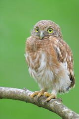 Spotted owlet on branch birdwatching in the forest    