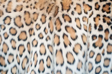 Fototapeten detailed shot of snow leopards fur pattern © primopiano