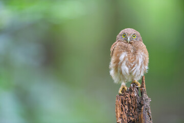 Spotted owlet on branch birdwatching in the forest    