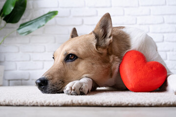 dog holding red heart, lying on rug at home