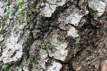 Graphical bark in the forest with nice texture.