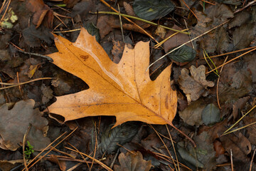 Beautiful oak leaf at autumn at the ground between old brown leaves.