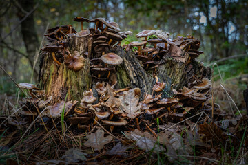 Mushrooms at the end of their life at a trunk. Decay.