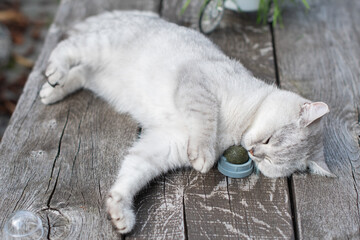 Playful cat Scottish silver kitten licks a ball of catnip while lying on a wooden table on the...