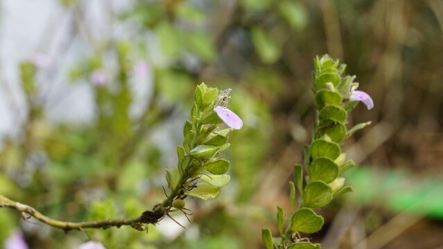 Closeup of flower of Justicia glauca botanical name Justicia glauca family Acanthaceae or Acanthus.