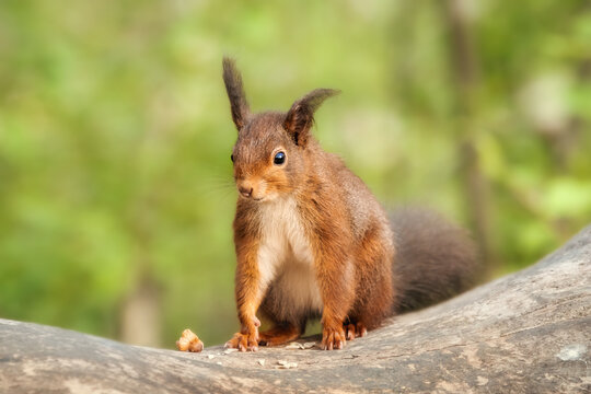 Cute red squirrel with funny ears sitting on a tree trunk