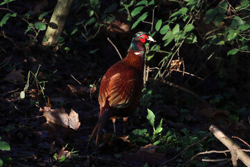A beautiful animal portrait of a Pheasant Bird