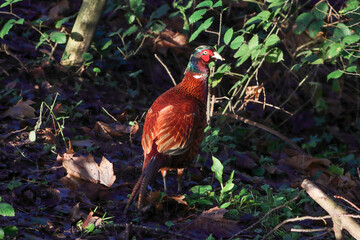 A beautiful animal portrait of a Pheasant Bird