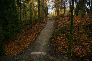 Fototapeta premium 2023-12-14 A GRAVEL RAMP LINED WITH TREES AND LEAVES AT A NEWLY ESTABLISHED BMX SKILLS TRACK ON MERCER ISLAND WASHINGTON