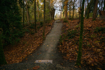 2023-12-14 A GRAVEL RAMP LINED WITH TREES AND LEAVES AT A NEWLY ESTABLISHED BMX SKILLS TRACK ON MERCER ISLAND WASHINGTON