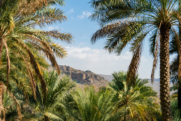 Fototapeta na wymiar landscape views of Oman 