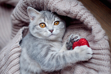 Valentines Day cat. Small striped kitten on grey blanket with red hearts . Love to domestic kitty pets concept