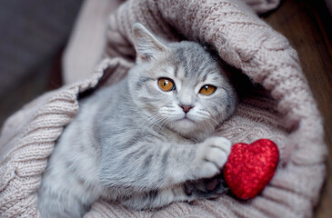 Valentines Day cat. Small striped kitten on grey blanket with red hearts . Love to domestic kitty pets concept