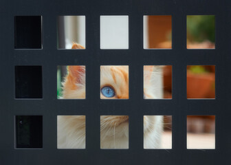Fototapeta na wymiar Cat with blue eyes peeking through the metal bars of a fence