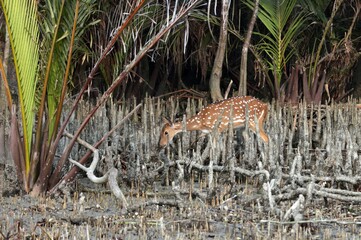 Wild spotted deer(female).spotted deer or chital deer  is a deer species native to the Indian subcontinent.this photo was taken from sundarbans,Bangladesh.