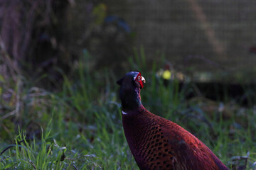 A beautiful animal portrait of a Pheasant Bird