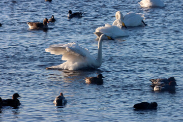 Fototapeta premium A beautiful animal portrait of a rare Whooper Swan on a lake