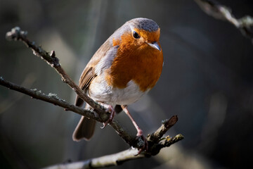 Robin