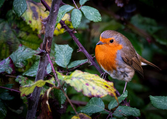 Robin