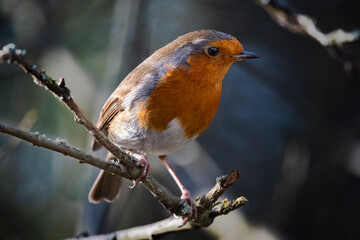 Robin