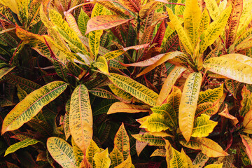 Colorful leaves background. Codiaeum plant. Yellow and red color nature. Foliage texture. Multicolored houseplant. © Paweł Michałowski