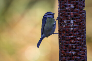 A beautiful animal portrait of a lone Blue Tit bird