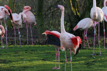 A beautiful animal portrait of a flock of Pink Flamingo with their wings spread