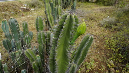 Fototapeta premium Closeup of plant cereus jamacaru with flower also known as Queen of the night, Cardeiro, Mandacaru