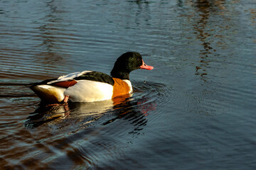A beautiful animal portrait of a Common Shelduck