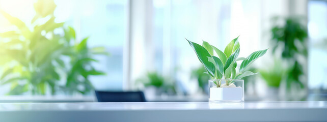 Sunny Office Greenery. A potted plant basks in the natural light of a modern office setting, adding a touch of nature to the work environment
