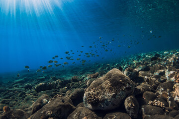 Underwater sea with stones bottom and school of fish. Sun rays underwater in blue ocean in Hawaii