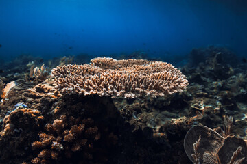 Underwater scene with corals. Tropical blue sea with transparent water
