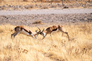 Telephoto shot of two Impalas - Aepyceros melampus- engaging in a head-to-head fight.