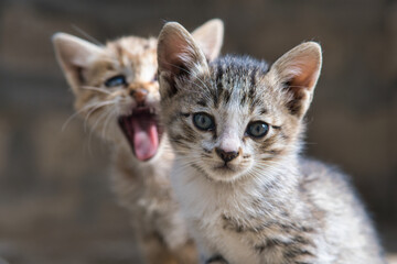 portrait of a shorthair brown domestic kitten with a sibling in the background yawning.