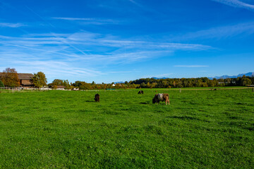 Meadow landscape with cows - Sempach, Switzerland