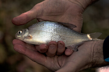 A Small Freshwater Bream in the Hands of the Angler Who Caught it
