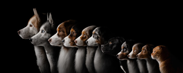 Animal portraits on a black background