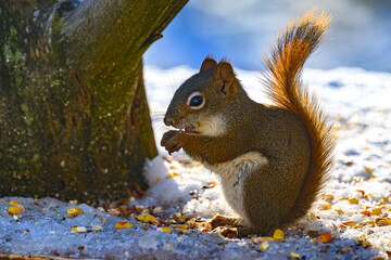 Squirrel in our yard this Autumn in Windsor in Broome County Upstate NY. A cute rodent feeding on...