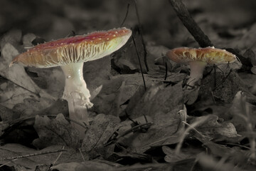 A Photo of Fly Agaric Mushrooms Growing Through Autumn Leaves on the Forest Floor