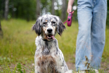 A setter dog walks on a leash with a girl