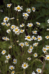 Giant Daisies or Oxeye Daisies (Leucanthemum Vulgare) Growing Wild on the Canal Sidings