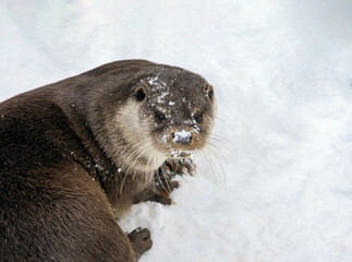 River otter looks up after swimming in the snow.